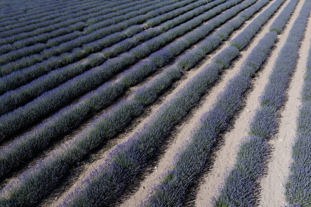 Konya’da lavanta büyüsü! Türkiye’nin en büyüğü dünyadan ziyaretçi ağırlıyor 9